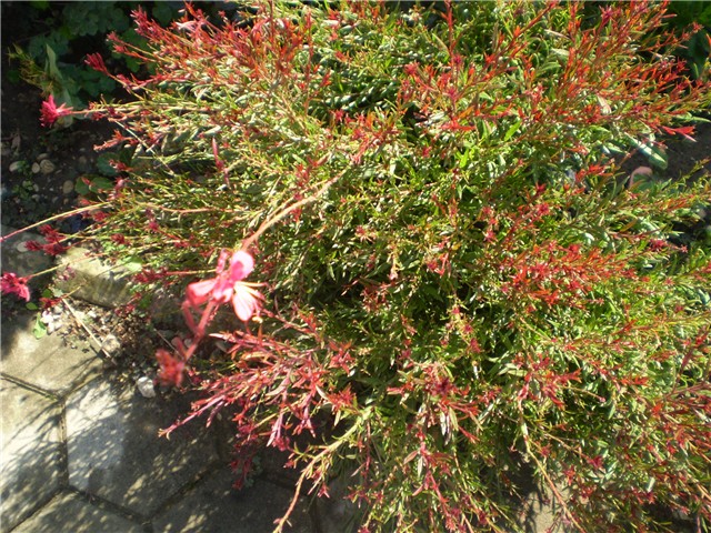 gaura